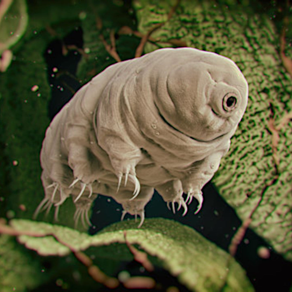 Waterbear Plushie